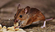 24 Hour & Emergency Exterminators in Lacey, AR